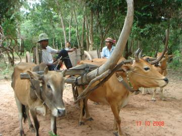 Cambodia Highlight Tours