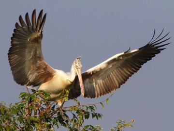 Birds Sanctuary ,  Prek Toal Full Day Tour